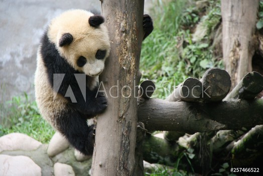 Picture of Giant panda